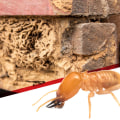 The Importance of Termite and Pest Inspections for Homeowners