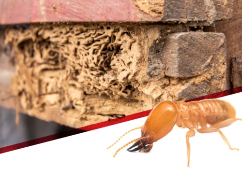 The Importance of Termite and Pest Inspections for Homeowners
